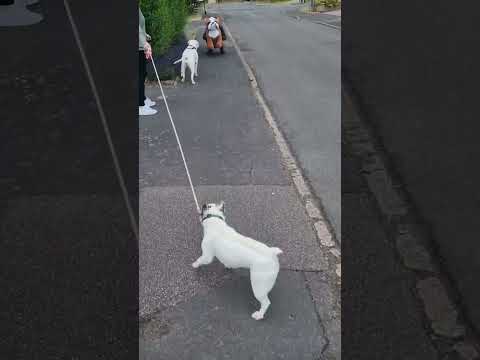 Giant Toy Dog Freaks out Real Dog!