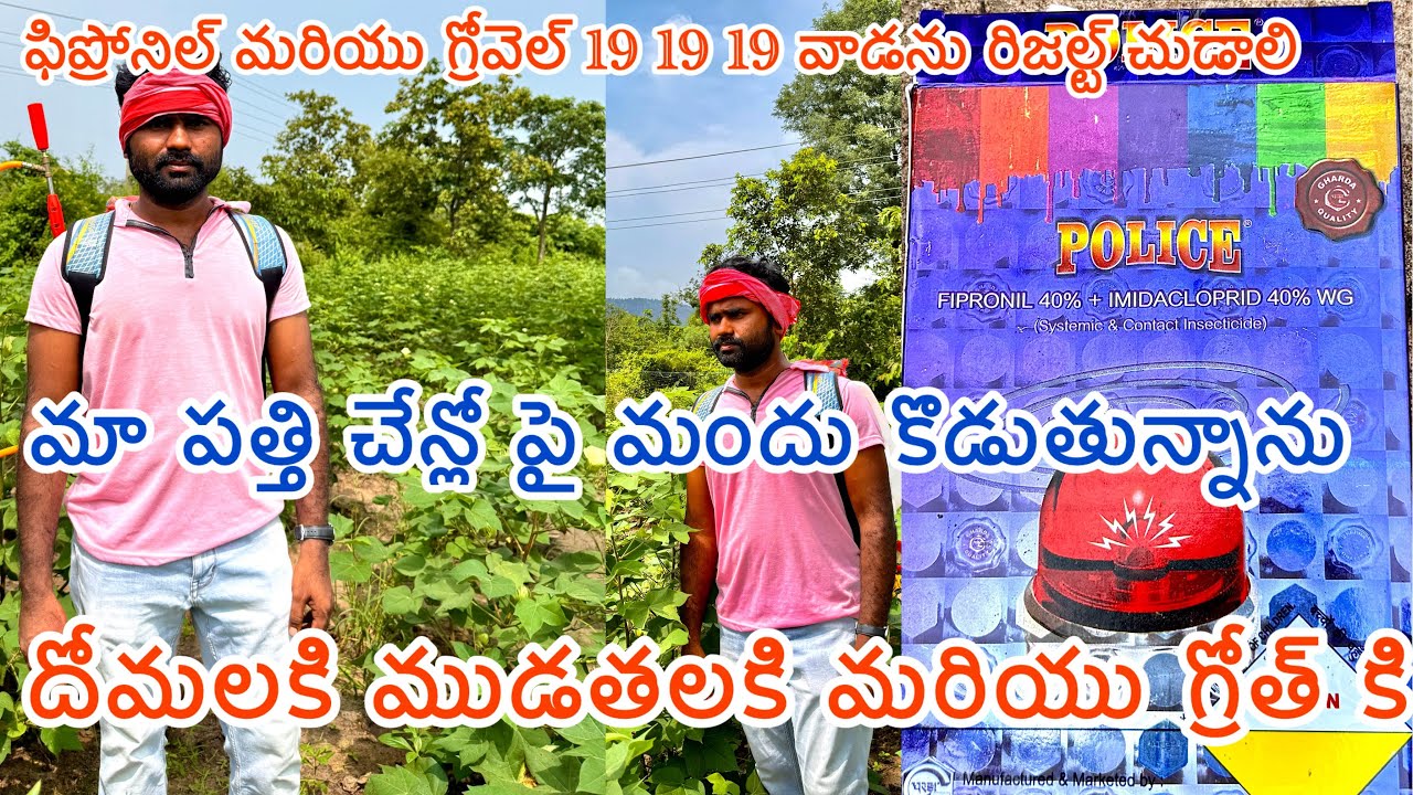 పత్తి చేను ll fipronil ll synargy growell ll మందులు వాడను ll farmerll fertlizers ll పురుగుల మందులు 