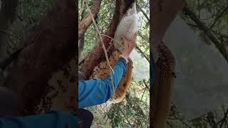proses pemotongan madu hutan liar # Apis dorsata @ lebah y