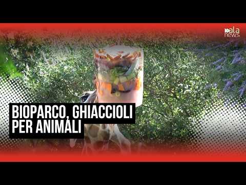 Video Caldo, al Bioparco di Roma ghiaccioli e piscine per aiutare gli animali