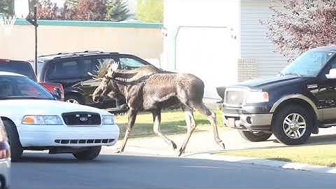 Moose on the Loose in Calgary