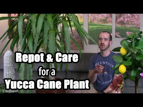 Video: Should I Repot Yucca - Repotting Yucca Houseplants