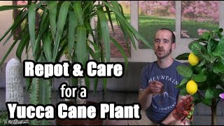 Yucca Cane Plant Transplant & Info (Yucca gigantea)