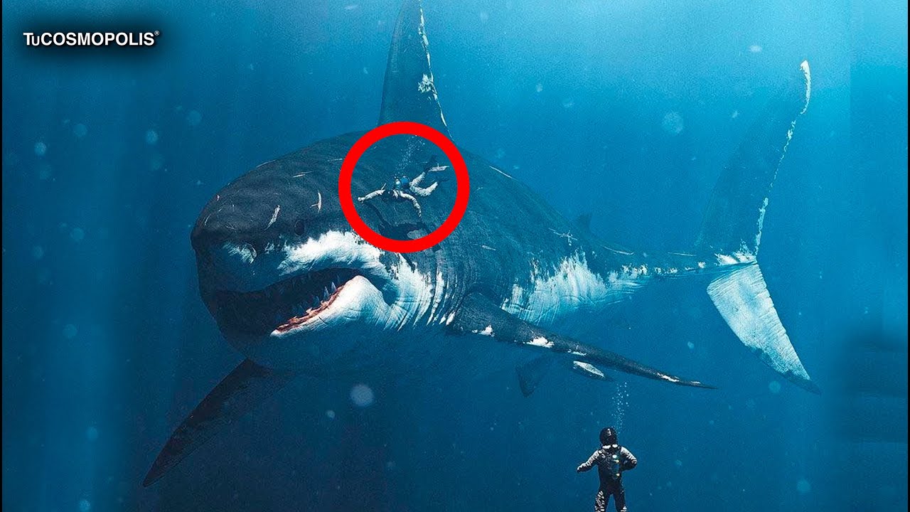 Shark demo. Самая большая акула чёрного моря. ЦУНАМИ МЕГАЛОДОН. В черном море есть акулы МЕГАЛОДОН. Самая Старая акула в мире.