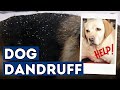 Dog Dandruff: 5 New Remedies