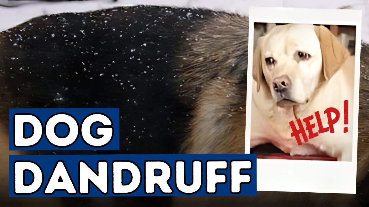 what does dandruff look like on dogs