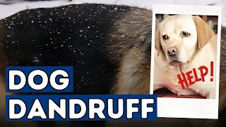 Dog Dandruff: 5 New Remedies