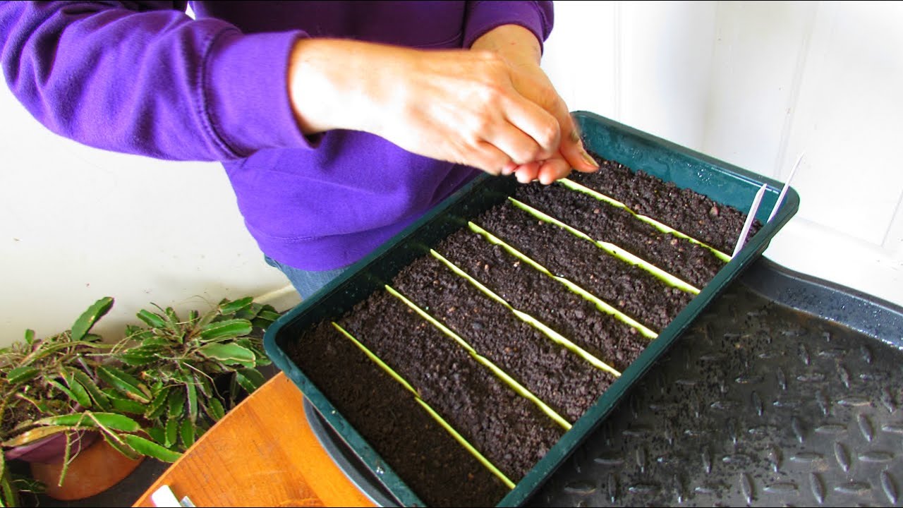 Growing Epiphyllum Cactus From Seeds - Propagating Orchid Cactus 
