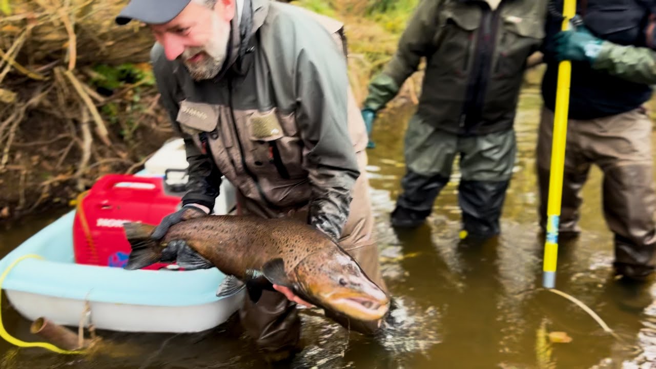 Elfiskeri i Storå 2024