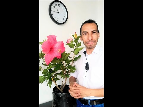 Video: Tropical Hibiscus Container Gardening - Consejos para plantar hibiscos en macetas