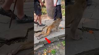 Broken Legs, But Not Broken Spirit Emotional Monkey Story