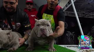 'The Takeover' 11/18/2023 Fresno, CALIFORNIA All Breeds Welcome #frenchbulldog #frenchies by kingtownfrenchies 1,555 views 5 months ago 57 minutes