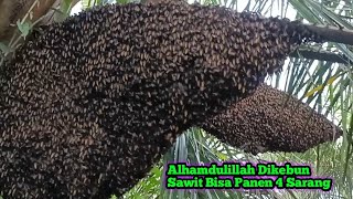 Download Lagu Point 4 Sarang Dikebun Sawit Yang Mirip Hutan   #bee#honey#lebah#hutan#panenmaduhutan#extreme#viral  MP3 Download Lagu Point 4 Sarang Dikebun Sawit Yang Mirip Hutan   #bee#honey#lebah#hutan#panenmaduhutan#extreme#viral  MP3