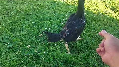 2 Hli Me Nyuam Qaib Merced x ABPama