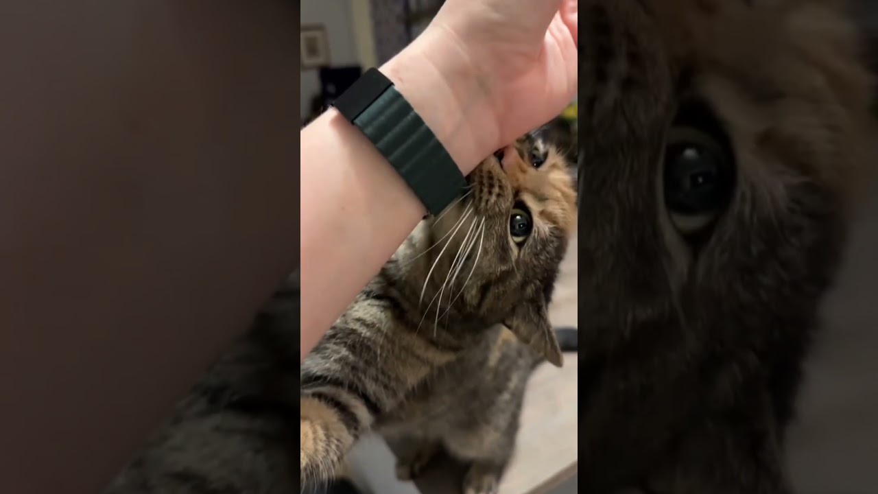 Clingy cat makes me warm