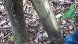 How to make a squirrel snare (easy)