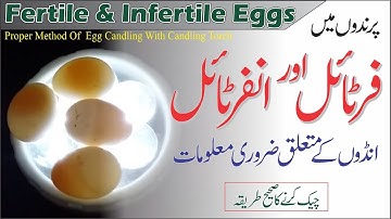 How To Check Fertile & Infertile Eggs By Egg Candling Torch|Difference Between Fertile&Infertile Egg
