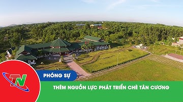 Thêm nguồn lực phát triển chè Tân Cương
