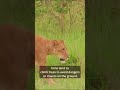 Little Known Facts about Tree-Climbing Lions