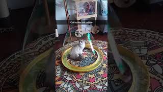 Cat Trapped In A Giant Bubble