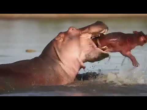Video Male Tube