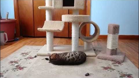 Zeus Our Bengal King with Catnip Toys