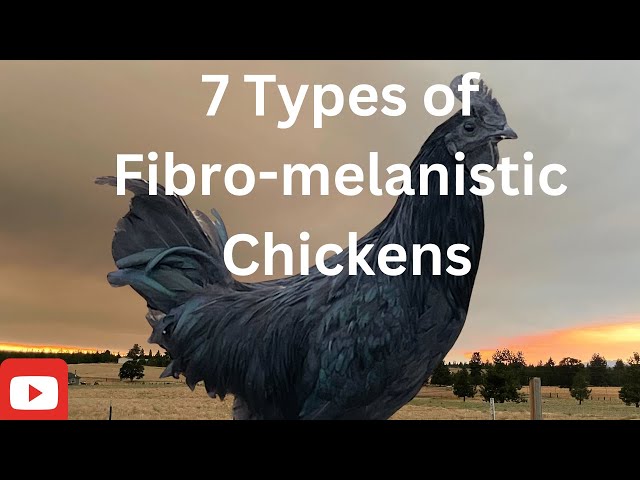 birchon fiber melanotic rooster Every Fibro-Melanistic Chicken on our Homestead | Those Cool Black Chickens