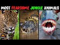 10 Most Fearsome Animals From The Jungle