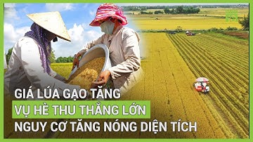 Trúng mùa, được giá: Nông dân ĐBSCL thắng lớn vụ hè thu | VTC16