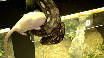 Adult Super Dwarf Retic Feeding Response
