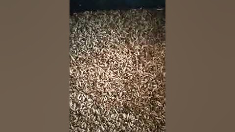 Short video on Margot farming