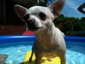 Swimming Chihuahua
