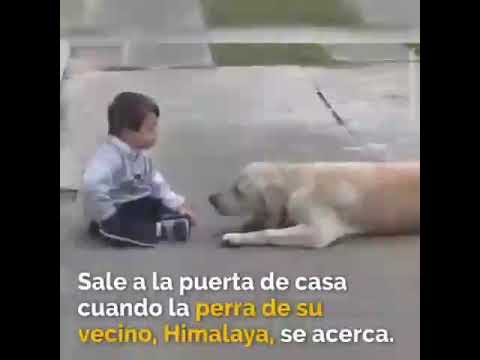 Vídeo: Els 6 Principals Motius Pels Quals Els Gossos Són Dinamites