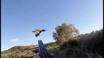 Chasse Perdrix Aux Chiens d