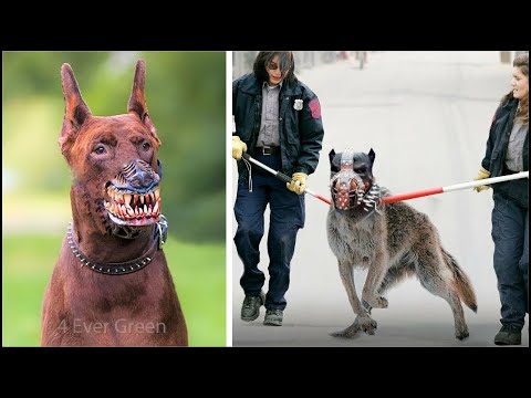 Video: 11 razas de perros raros que están totalmente subestimados