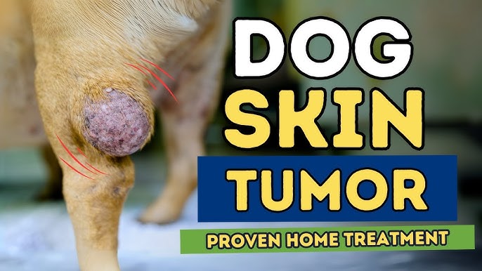 How To Shrink A Tumor In A Cat Naturally Home