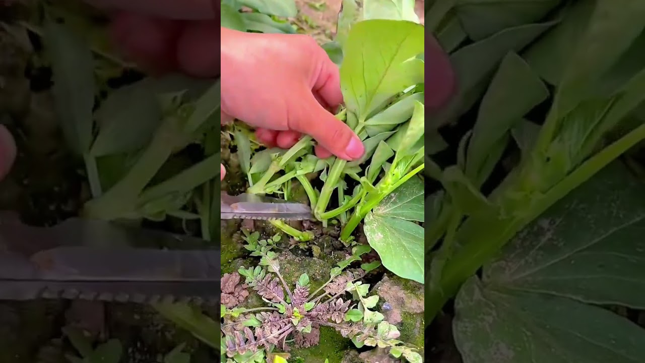 Proper Broad Bean Plant Trimming Technique Cutting Lower Stems for Health
