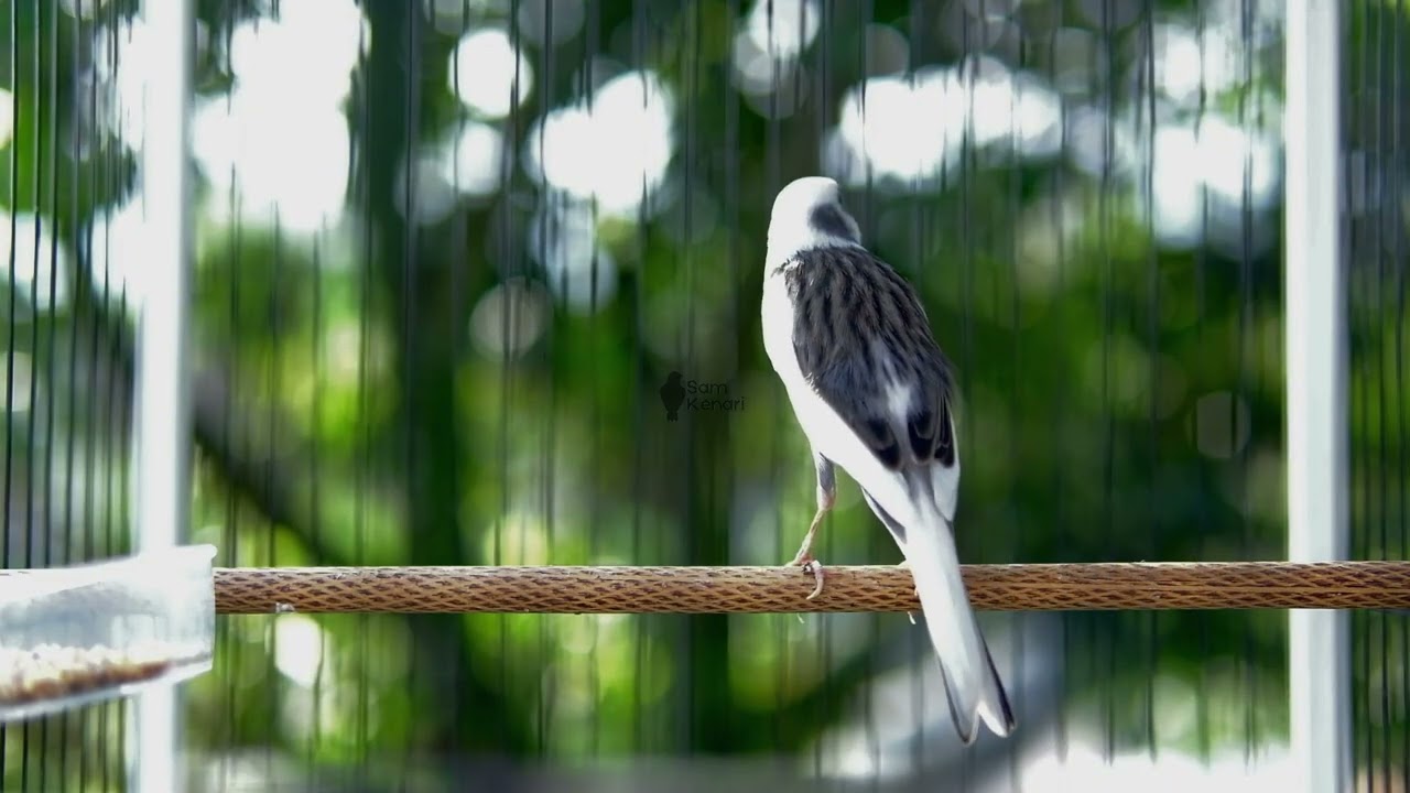 kenari gacor durasi panjang, Full Isian, Non Stop, Untuk Pancingan, Ngerek Kawin, Cengkok Mewah