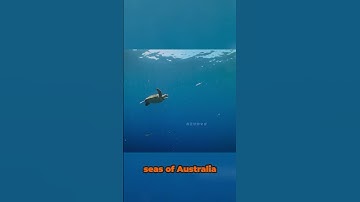 Thumbnail of "Only 1 in 1000 Survive: The Heartbreaking Journey of a Sea Turtle 🐢💔"