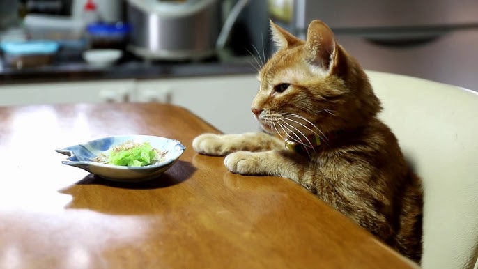 椅子に座ってブロッコリーを食べる猫 Cat That Eats Broccoli Youtube