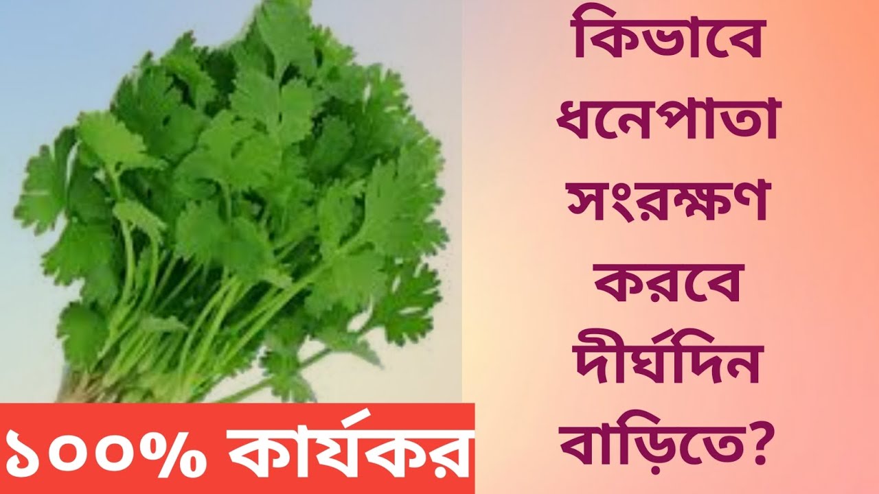 Vlog100 How to store corriander leaf at home for a long period