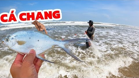 CÁ ÁP BỜ TRƯỚC NGÀY ẢNH HƯỞNG BÃO SỐ 15// BÀ CON AI CŨNG TRÚNG CÁ