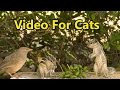 Cat tv for cats to watch squirrels at the birds table  bird and squirrel for cats