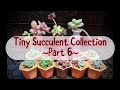 Tiny succulent collection part 6