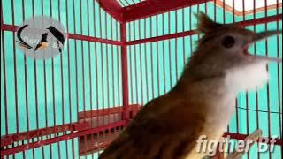 cucak jenggot gacor ngebeset #kicaumania