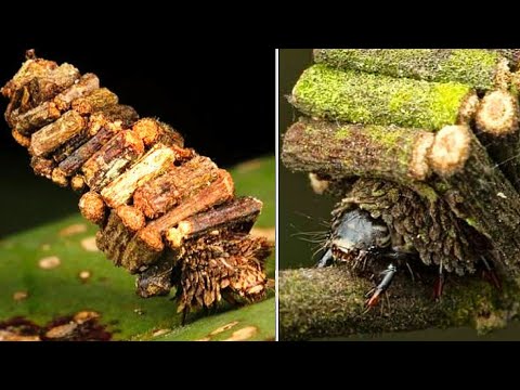 Vídeo: De onde veio o bagworm?