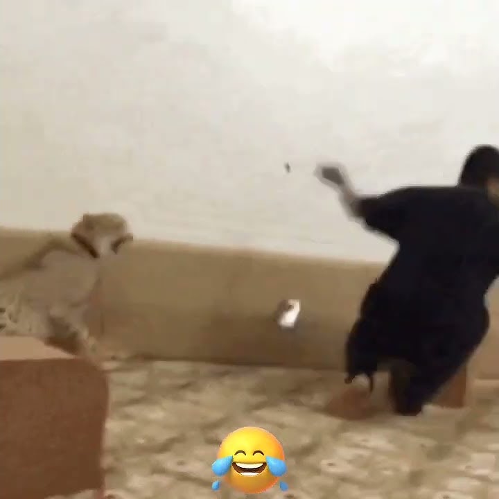 😂 Prank Orang Arab Paling Ngakak #Shorts#Feed/Video Viral