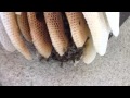 日本蜜蜂 自然解放巣