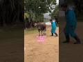 【由布島】おっちゃんと水牛が仲良すぎてびっくりした🐃#由布島 #水牛車 #水牛 #ishigakiisland