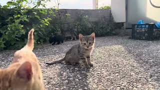 Baby kittens in #Greece, nearby Thessaloniki